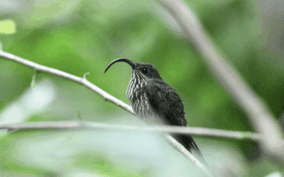 Costa Rica: Observación de aves se posiciona como un impulso para el ecoturismo y la conservación