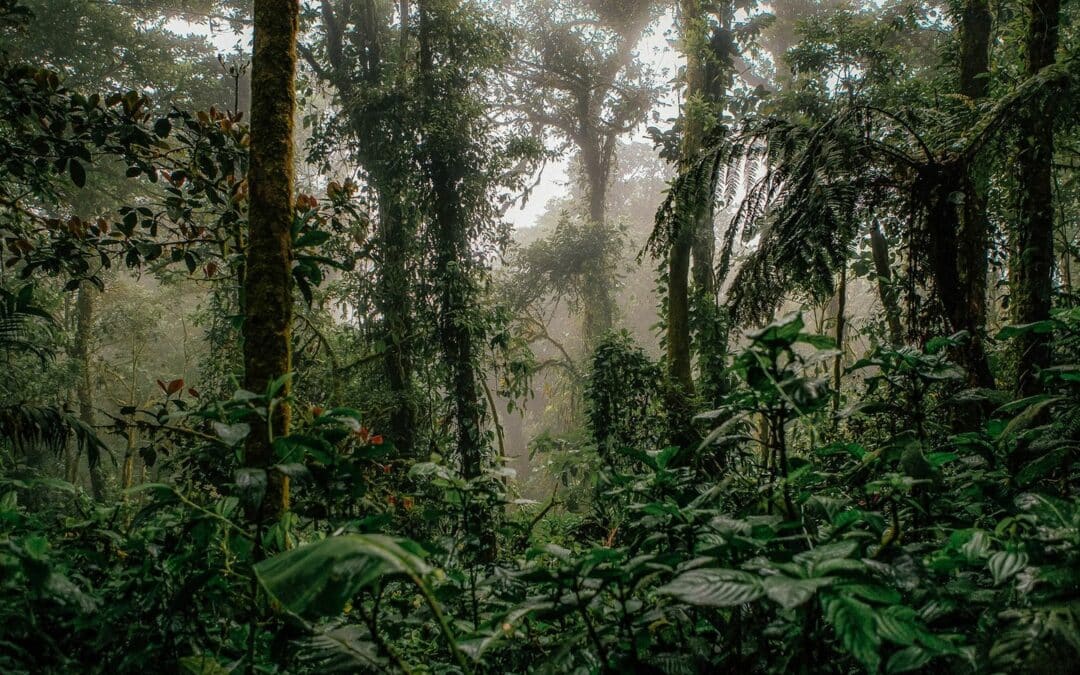 Costa Rica se encamina hacia un Sistema Nacional de Trazabilidad Forestal
