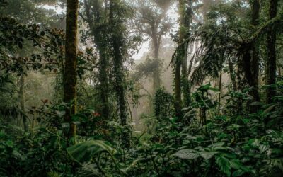 Costa Rica se encamina hacia un Sistema Nacional de Trazabilidad Forestal