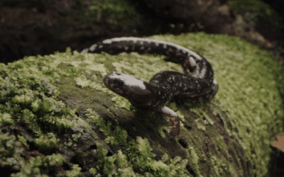 Producción costarricense sobre biodiversidad destacó en el Festival Santiago Wild en Chile