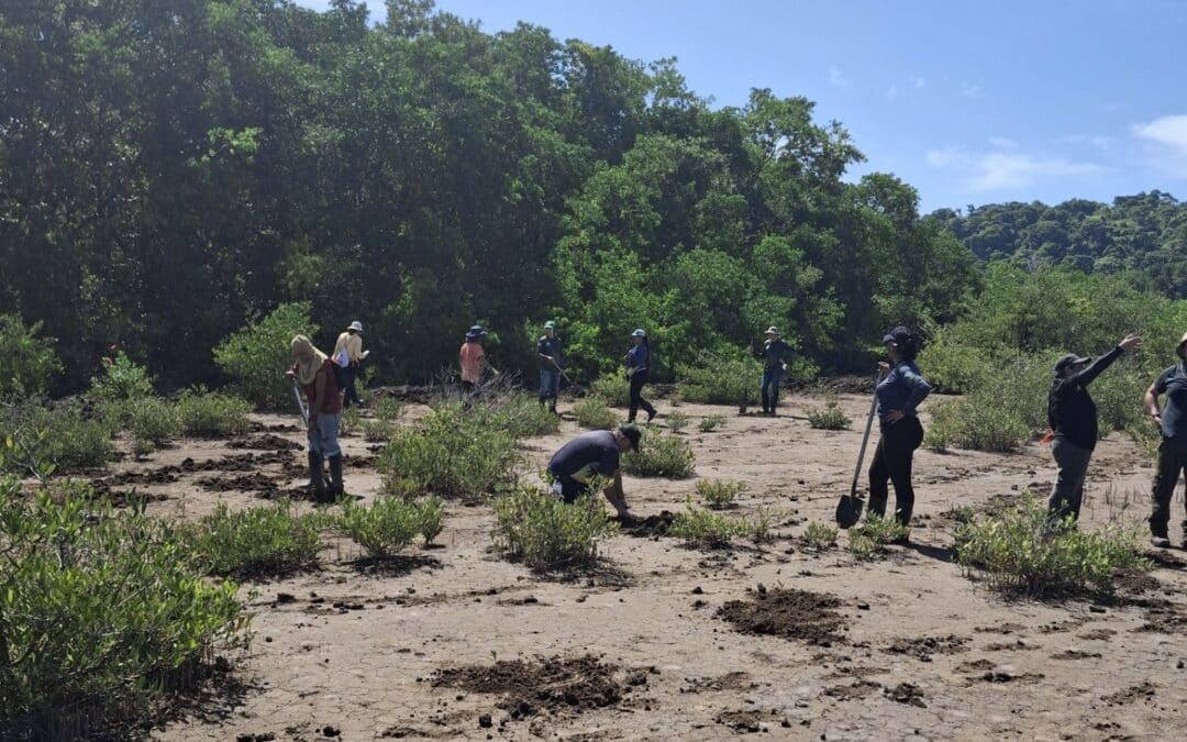 Costa Rica: Guanacaste se une por los manglares