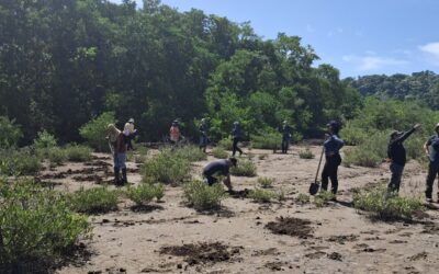 Costa Rica: Guanacaste se une por los manglares