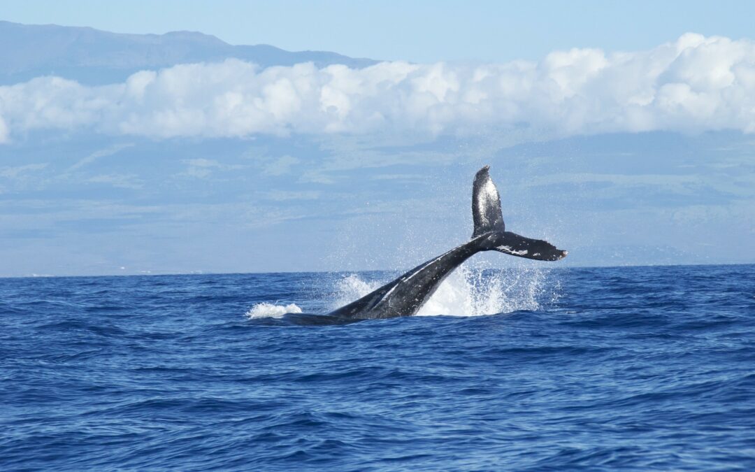 Costa Rica: Quepos se consolida entre los mejores lugares del mundo para presenciar la migración y nacimiento de ballenas