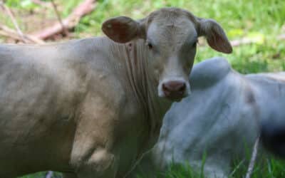 Centroamérica, México y EE.UU. unen esfuerzos para combatir el gusano barrenador