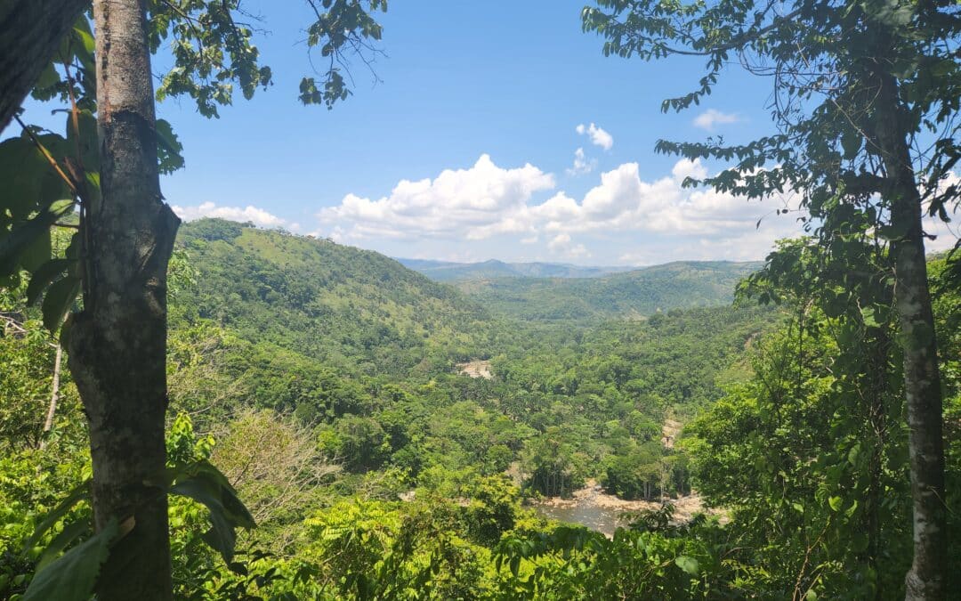 Costa Rica: Invitan a conocer zona donde se podría ver cerca del 40% de las especies de ave y el 67% de los felinos registrados en el país