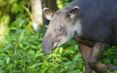 Costa Rica: Bijagua y Río Celeste, los destinos para visitar en septiembre y conocer a la Danta