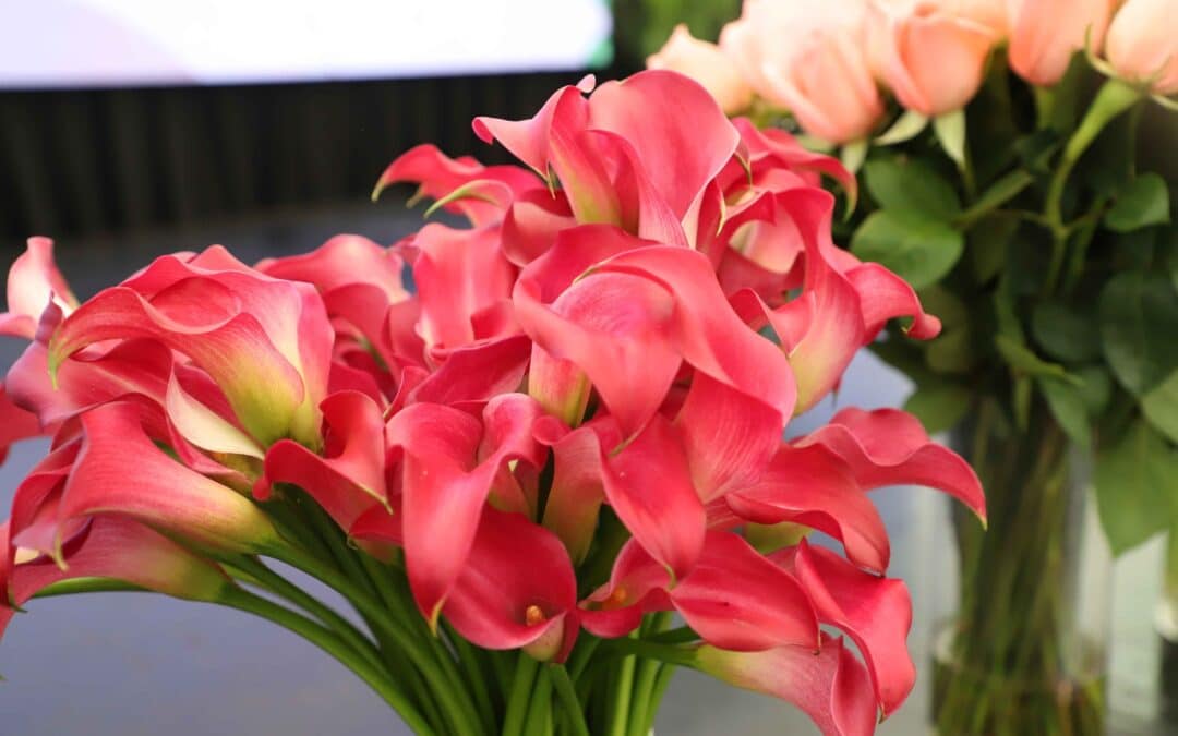 Guatemala exporta US$120 millones en plantas ornamentales, follajes y flores en 2024 y apunta a un mercado potencial de US$213 millones