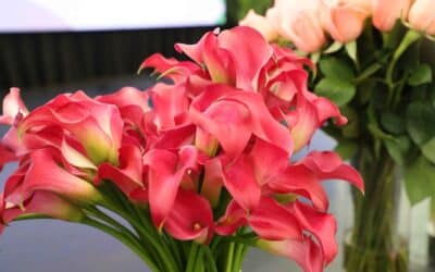 Guatemala exporta US$120 millones en plantas ornamentales, follajes y flores en 2024 y apunta a un mercado potencial de US$213 millones