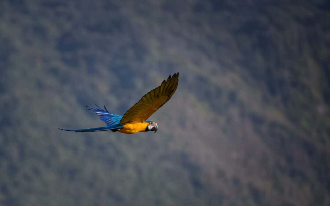 Revelan que las áreas protegidas no son suficientes para conservar los loros de Costa Rica