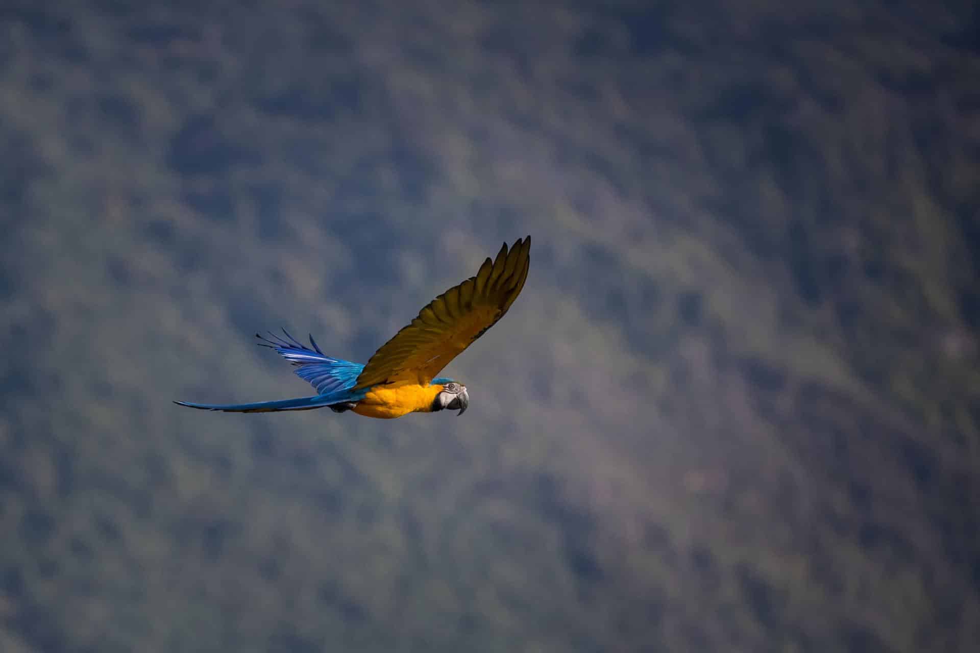 Revelan que las áreas protegidas no son suficientes para conservar los loros de Costa Rica