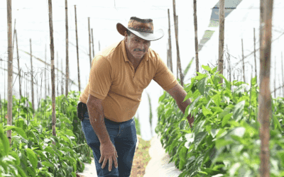 Walmart Costa Rica impulsa la transformación de proveedores agrícolas en agro empresarios