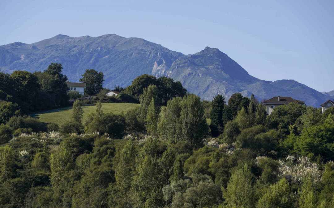 Los bosques se han expandido, pero el cambio climático y otros factores amenazan este logro
