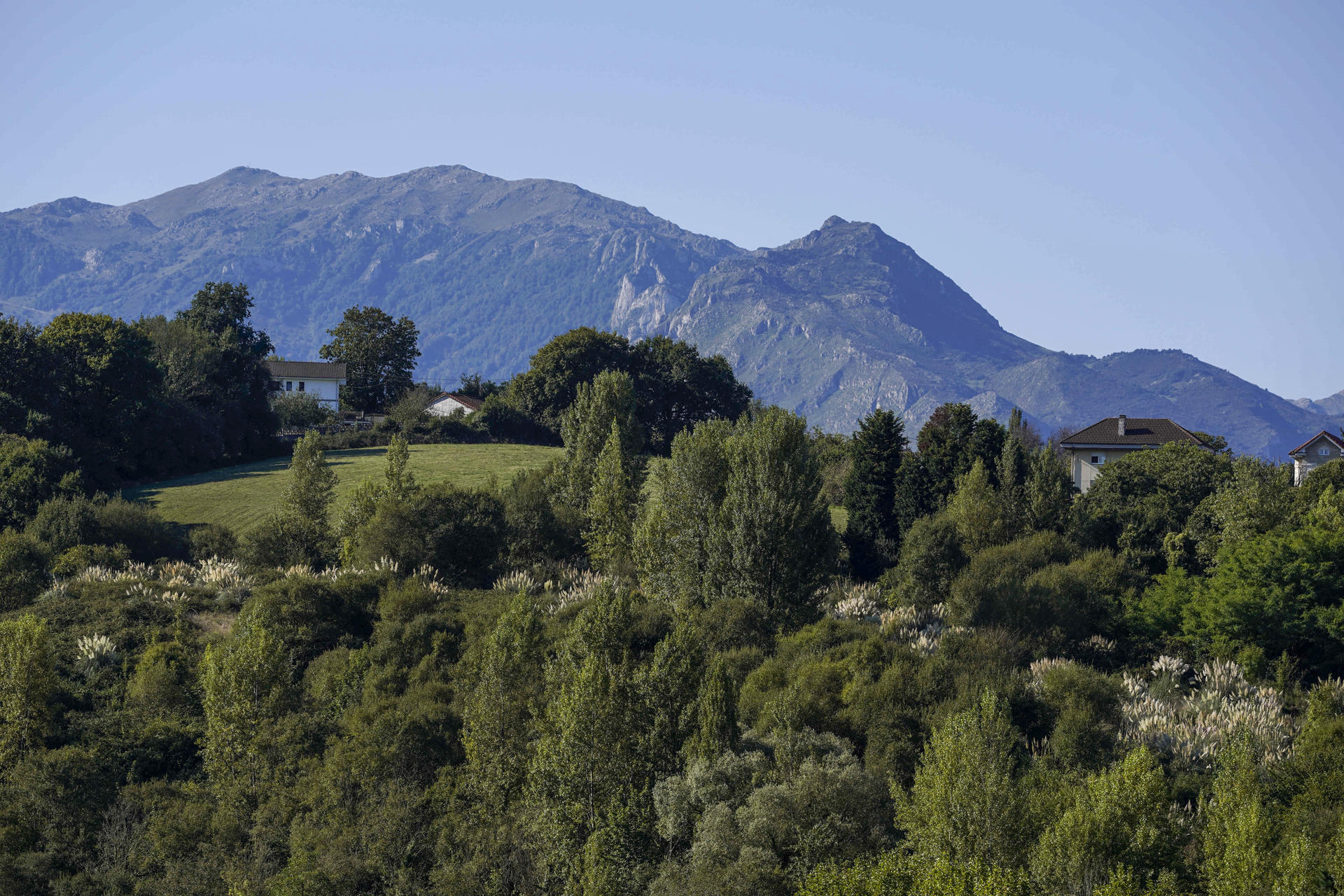 Los bosques se han expandido, pero el cambio climático y otros factores amenazan este logro