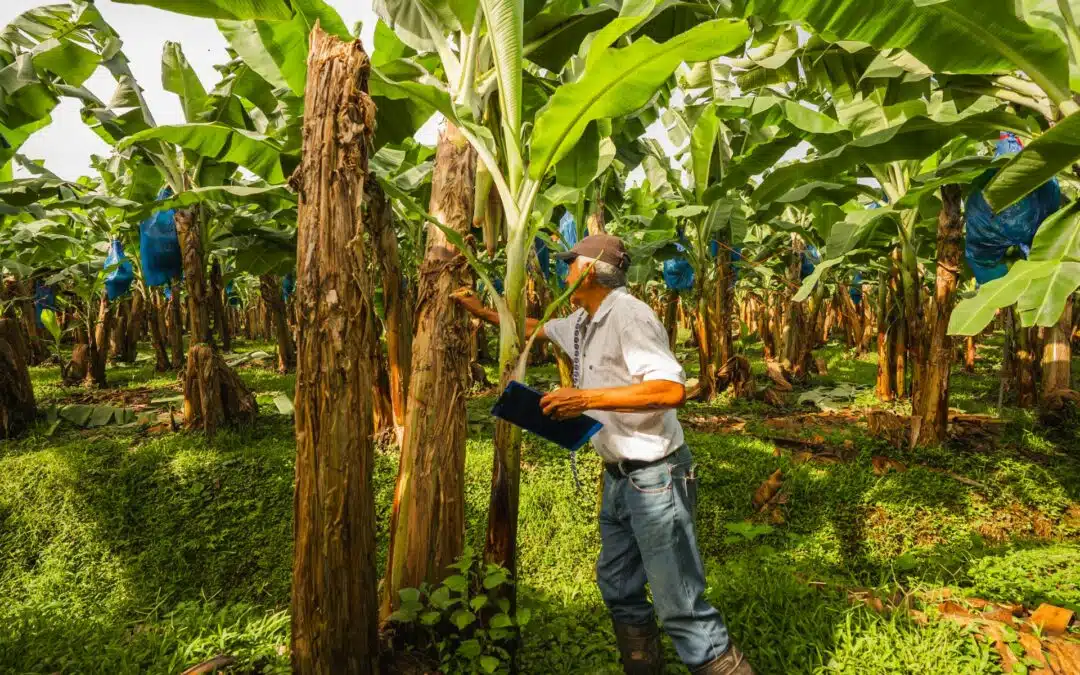 Costa Rica refuerza su escudo fitosanitario ante el hongo que amenaza las plantaciones de banano a nivel mundial