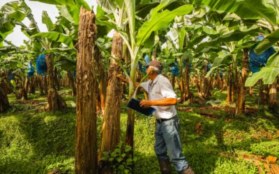 Costa Rica refuerza su escudo fitosanitario ante el hongo que amenaza las plantaciones de banano a nivel mundial
