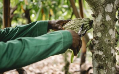 Nestlé, en conjunto con centros líderes de investigación, mapea la diversidad de variedades de plantas de cacao para proteger el futuro del chocolate
