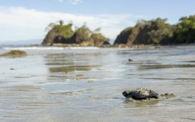 CostaRica: Impulsan conservación de la tortuga lora en Playa Blanca